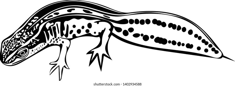 Black & white vector graphic of Palmate newt in profile isolated on white background.