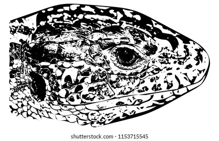 Black and white vector graphic of Sand lizard, side-on head only.