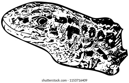 Black and white vector graphic of Sand lizard side-on, head only.