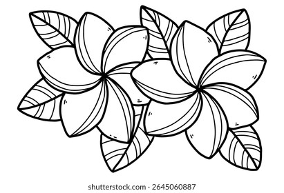 Black and white vector hand drawn frangipani flower design. editable, tattoo image, wedding ornament, bali flower