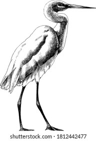 Schwarz-Weiß-Vektorgrafik mit handgezeichneter Illustration.