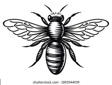 A black and white vector honey bee in engraving style on white background