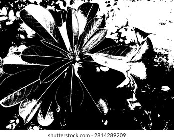 Black and white vector illustration of Adenium obesum. High contrast graphic stencil silhouette of exotic flower and foliage for commercial screen printing design.