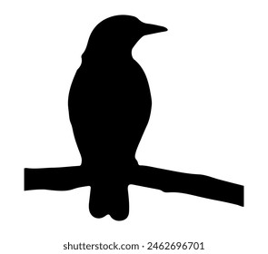 Black and white vector illustration of African Black-headed Oriole.