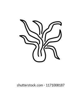 Black & white vector illustration of air plant bulb with leaves. Line icon of tillandsia home plant. Isolated object on white background.