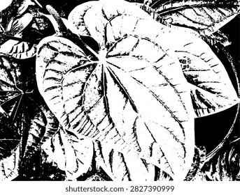 Black and white vector illustration of Anthurium radicans leaf with textured bullate veins line art.