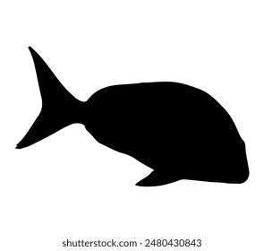 Black and white vector illustration of Australasian Snapper.