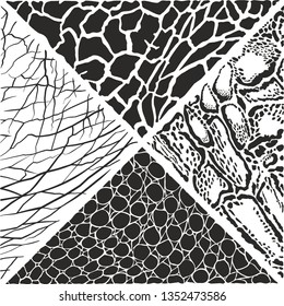 Black and white vector illustration background with Clouded leopard, Giraffe, Crocodile and Elephant