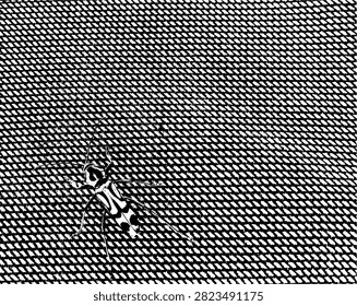Black and white vector illustration of bamboo tiger longhorn beetle, Chlorophorus annularis, perched on a mesh net in linocut style EPS.