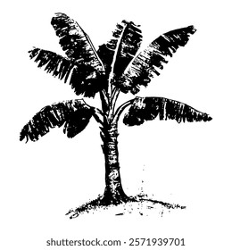 black and white vector illustration of a banana tree with detailed leaves, styled in an engraving technique