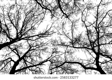 Black and white vector illustration of bare tree branches forming a dramatic forest canopy. Abstract natural silhouette viewed from below, ideal for backgrounds, posters, covers and modern graphic design.