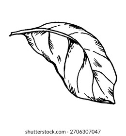 Ilustração de vetor preto e branco de uma folha de manjericão em arte de linha limpa. Adequado para conjuntos de ingredientes, layouts culinários, gráficos de salada e usos relacionados à pizza.