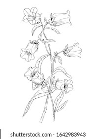 Black and white vector illustration of a bellflower outline.Botanical drawing of flowers for design, tattoo and coloring.