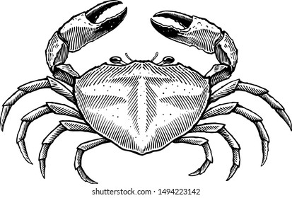 Black and white vector illustration of big crab engraving style