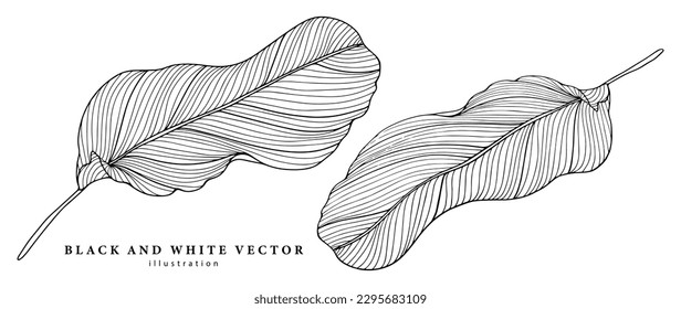 Black and white vector illustration with big banana leaves in line-art style. Illustration for coloring books, decor, covers, backgrounds, presentations
