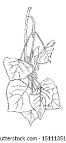 Black & white vector illustration of birch leaves