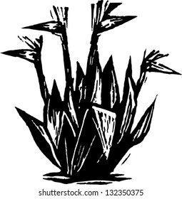 Black and white vector illustration of birds of paradise plant