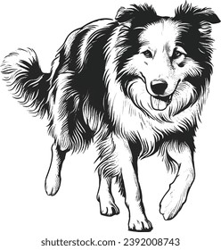 Ilustración de vectores en blanco y negro de un perro collie de borde