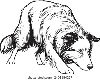 Black and White Vector Illustration of a Border Collie Dog