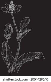 Ilustración vectorial en blanco y negro de flor botánica, dibujo de línea floral