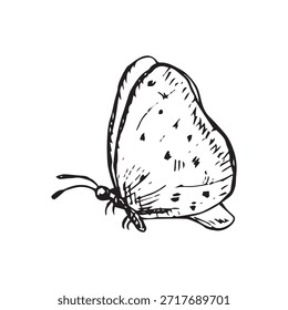 Black and white vector illustration of a butterfly in side view. Hand-drawn ink line art in vintage engraving style. Good for botanical designs, packaging, labels, logos, prints and tattoos.