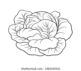 Black and white vector illustration of cabbage head. Contour drawing. Coloring page