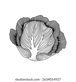 Ilustração de vetor preto e branco de um repolho