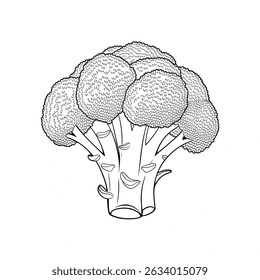 Black and white vector illustration of a cabbage
