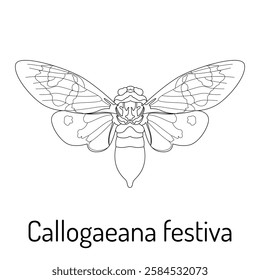 Black and white vector illustration of Callogaeana festiva cicada. Detailed insect outline for coloring books, entomology projects, scientific studies, and decorative designs.