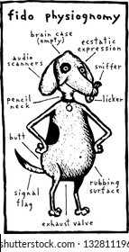 Black and white vector illustration of canine physiognomy