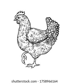 Black and white vector illustration of a chicken