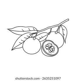 Black and white vector illustration of a citrus fruit with leaves and a sliced section