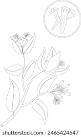Ilustración vectorial en blanco y negro de una planta de trébol con un primer plano de brotes de trébol