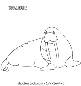 Black and white vector illustration for coloring book. Cartoon walrus. Underwater world.