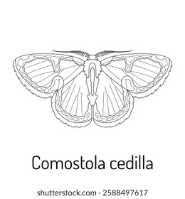 Black and white vector illustration of Comostola cedilla moth. Detailed line art drawing, perfect for coloring books, nature-themed designs, and educational materials.