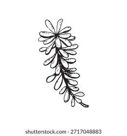 Schwarz-weiße Vektorgrafik eines Crowberry-Zweiges mit schmalen Blättern. Handgezeichnete Tintenlinien Kunst, Gravur Stil. Geeignet für botanische Drucke, Etiketten, Verpackungen, Logos und Gestaltungselemente.