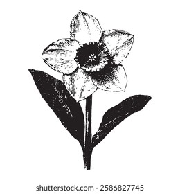 black and white vector illustration of a daffodil flower, hand-drawn engraving style