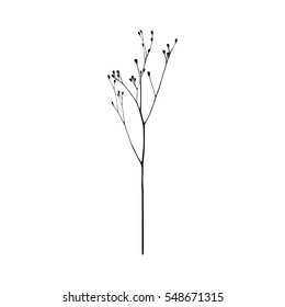 Black and white vector illustration of a delicate meadow plant or grass.