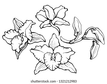 Black and white vector illustration of dendrobium orchid flowers and buds isolated on white background. 