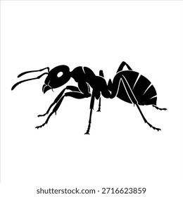 Dibujo de Ilustración vectorial en blanco y negro de una hormiga. Insecto sobre fondo blanco. Imagen de Vector de hormiga.