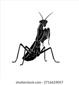 Black and white vector illustration drawing of a praying mantis. Insect vector image. Mantis on white background.