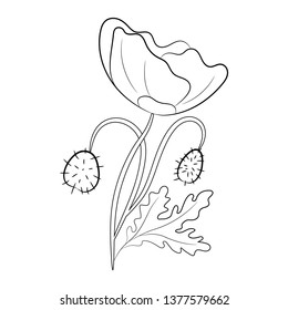 Black and white vector illustration drawn by hand. Poppy plant