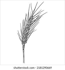 Black and white vector illustration of an ear of wheat on a white background.