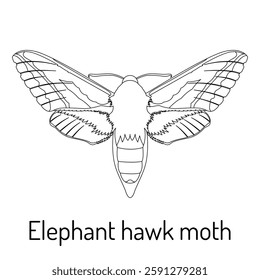 Black and white vector illustration of an Elephant Hawk Moth (Deilephila elpenor). Detailed outline drawing for coloring books, nature studies, entomology, and educational materials.