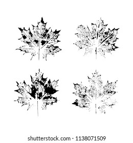 Black and white vector illustration of fall maple leaves, hand made ink stamps. Hand printed black vector and white maple leaves.