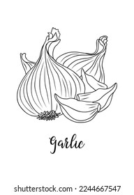 Black and white vector illustration of garlic isolated on white background. Kitchen herbs and spices monochrome drawing. Outline sketch for food label, menu, packaging design.
