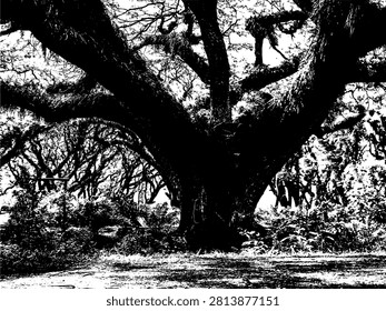 Black and white vector illustration of a giant Samanea saman tree branches covered in epiphytes. High contrast graphic stencil silhouette of ancient rain tree canopy for streetwear design.