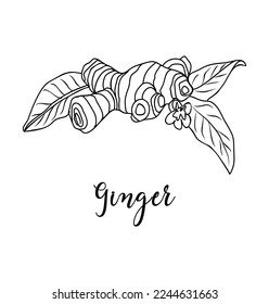 Black and white vector illustration of ginger spice isolated on white background. Kitchen herbs and spices monochrome drawing. Outline sketch for food label, menu, packaging design.