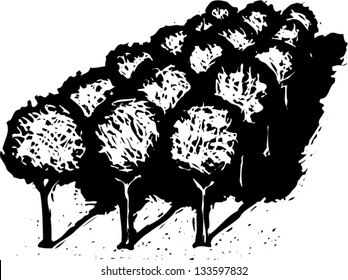 Black and white vector illustration of grove of fruit trees or orange trees