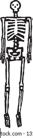 Black and white vector illustration of human skeleton